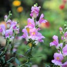 Limited Edition 250 LARGE FLOWERED BEARDTONGUE Penstemon Grandiflorus Pink Purple Flower Seeds Limited Edition 250 LARGE FLOWERED BEARDTONGUE Penstemon Grandiflorus Pink Purple Flower Seeds