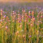 Top-Quality 10 MOUSE GARLIC Allium Angulosum Wild Garlic Pink Flower Herb Seeds