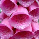 Top-Quality 1000 PINK & PURPLE Mix FOXGLOVE Digitalis Flower Seeds