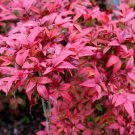 Limited Edition 50 HEAVENLY BAMBOO Sacred Nandina Domestica Pink Red Sun Shade Shrub Seeds Limited Edition 50 HEAVENLY BAMBOO Sacred Nandina Domestica Pink Red Sun Shade Shrub Seeds