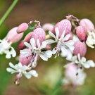 Best-Selling 100 MAIDENSTEARS Silene Vulgaris Bladder Campion Pink & White Flower Seeds Best-Selling 100 MAIDENSTEARS Silene Vulgaris Bladder Campion Pink & White Flower Seeds