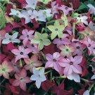 Limited Edition 100 MIXED COLORS NICOTIANA Alata (Ornamental Flowering Tobacco) Flower Seeds Limited Edition 100 MIXED COLORS NICOTIANA Alata (Ornamental Flowering Tobacco) Flower Seeds
