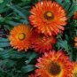 Top-Quality 100 ORANGE DOUBLE STRAWFLOWER Helichrysum Monstrosum Flower Seeds