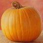 New Arrival 50 JACK O LANTERN PUMPKIN Cucurbita Maxima Vegetable Seeds
