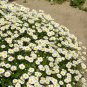New Arrival 100 White DWARF CREEPING DAISY Chrysanthemum Paludosum Flower Seeds