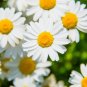 New Arrival 100 White DWARF CREEPING DAISY Chrysanthemum Paludosum Flower Seeds
