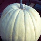 Best-Selling 5 WHITE CASPER PUMPKIN White Skin Orange Flesh Cucurbita Maxima Vegetable Seeds