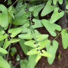 Premium 20 SLENDER DUTCHMAN'S PIPE Pipevine Aristolochia Debilis Flower Herb Vine Seeds