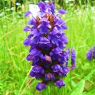 Best-Selling 100 HEAL ALL Self Heal Prunella Vulgaris Purple Herb Flower Seeds Best-Selling 100 HEAL ALL Self Heal Prunella Vulgaris Purple Herb Flower Seeds