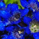 Limited Edition 30 Dark Blue NIKITA GENTIAN Gentiana Dahurica Siberian Flower Herb Seeds Limited Edition 30 Dark Blue NIKITA GENTIAN Gentiana Dahurica Siberian Flower Herb Seeds