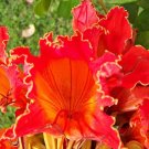 Best-Selling 15 Red AFRICAN TULIP TREE Fire Tree Flame of Forest Spathodea Campanulata Seeds Best-Selling 15 Red AFRICAN TULIP TREE Fire Tree Flame of Forest Spathodea Campanulata Seeds