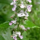 Limited Edition 200 Lemon LEMONY CATNIP Nepeta Cataria Citrodoria Herb Flower Seeds Limited Edition 200 Lemon LEMONY CATNIP Nepeta Cataria Citrodoria Herb Flower Seeds