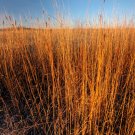 Top-Quality 300 Ornamental BIG BLUESTEM GRASS Beardgrass Andropogon Gerardii Seeds
