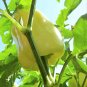 Premium 50 WHITE CLOUD BELL PEPPER Sweet Mild Capsicum Annuum Vegetable Seeds