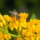 Limited Edition 10 Bright YELLOW MILKWEED Butterfly Weed Asclepias Tuberosa Monarch Flower Seeds Limited Edition 10 Bright YELLOW MILKWEED Butterfly Weed Asclepias Tuberosa Monarch Flower Seeds