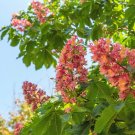 Exclusive 20 EAST INDIAN ALMOND Tree Terminalia Myriocarpa Hollock Yellow Pink Flower Seed Exclusive 20 EAST INDIAN ALMOND Tree Terminalia Myriocarpa Hollock Yellow Pink Flower Seed