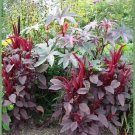 New Arrival 250 PRINCES FEATHER AMARANTHUS Cruentus Oeschberg Purple Red Flower Herb Seeds