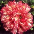 New Arrival 100 Flemish Antique PEONY POPPY MIXED Colors Papaver Peoniflorum Flower Seeds New Arrival 100 Flemish Antique PEONY POPPY MIXED Colors Papaver Peoniflorum Flower Seeds