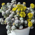 Premium 50 OREGON STONECROP Sedum Oreganum Bronze Orange Red Native Yellow Flower Seeds Premium 50 OREGON STONECROP Sedum Oreganum Bronze Orange Red Native Yellow Flower Seeds