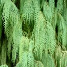 Exclusive 30 Kashmir WEEPING CYPRESS TREE Cupressus Cashmeriana Blue Evergreen Seeds