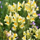 Premium 500 BUTTER & EGGS TOADFLAX Linaria Vulgaris Wild Snapdragon Yellow Flower Seeds Premium 500 BUTTER & EGGS TOADFLAX Linaria Vulgaris Wild Snapdragon Yellow Flower Seeds