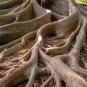Limited Edition 50 BANYAN FIG TREE East Indian Ficus Benghalensis Aerial Root Houseplant Seeds