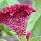 Exclusive 100 CORAL GARDENS Mix CELOSIA Cockscomb Celosia Argentea Cristata Flower Seeds Exclusive 100 CORAL GARDENS Mix CELOSIA Cockscomb Celosia Argentea Cristata Flower Seeds