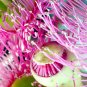 Top-Quality 50 RED FLOWERING EUCALYPTUS Sideroxylon Mugga Ironbark Tree Seeds