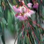 Top-Quality 50 RED FLOWERING EUCALYPTUS Sideroxylon Mugga Ironbark Tree Seeds