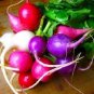 Premium 300 PURPLE PLUM RADISH Raphanus Sativus White Flesh Root Vegetable Seeds