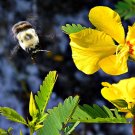 Best-Selling 300 Yellow PARTRIDGE PEA Sleeping Plant Sensitive Pea Chamaecrista Flower Seeds Best-Selling 300 Yellow PARTRIDGE PEA Sleeping Plant Sensitive Pea Chamaecrista Flower Seeds