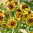 Best-Selling 100 HELENIUM AUTUMN LEAVES Mix Helenium Autumnale Sneezeweed Flower Seeds