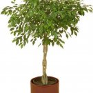 Exclusive 30 FICUS TREE (Bodhi Tree / Sacred Fig / Bo Tree / Pipal) Ficus Religiosa Seeds