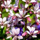 Top-Quality 10 GAS PLANT MIX Dictamnus Albus Mixed Colors White Red Pink Lilac Flower Seeds