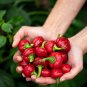New Arrival 100 Red CHERRY HOTS PEPPER Finger Hots Chili Capsicum Annuum Vegetable Seeds