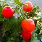 New Arrival 100 Red CHERRY HOTS PEPPER Finger Hots Chili Capsicum Annuum Vegetable Seeds