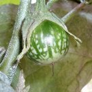 Best-Selling 10 KERMIT EGGPLANT Green White Thai Solanum Melongena Fruit Vegetable Seeds Best-Selling 10 KERMIT EGGPLANT Green White Thai Solanum Melongena Fruit Vegetable Seeds