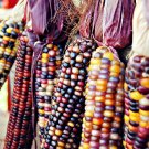 Premium 100 Ornamental INDIAN CORN WAMPUM Mixed Colors Zea Mays Vegetable Seeds