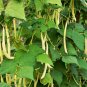New Arrival 50 Yellow CHEROKEE WAX BEAN Bush AAS Winner Phaseolus Vulgaris Seeds