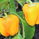 New Arrival 100 Golden YELLOW BELL PEPPER California Wonder Capsicum Annuum Vegetable Seeds
