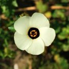Best-Selling 10 SIMPLY LOVE HIBISCUS Trionum ( Flower of the Hour / Baldder ) Flower Seeds