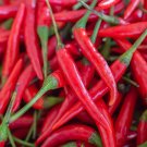 Premium 300 LONG Red CAYENNE PEPPER Capsicum Annuum Vegetable Seeds Premium 300 LONG Red CAYENNE PEPPER Capsicum Annuum Vegetable Seeds