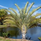 Exclusive 10 TRIANGLE PALM TREE Dypsis Decaryi Rare Tropical from Madagascar Seeds Exclusive 10 TRIANGLE PALM TREE Dypsis Decaryi Rare Tropical from Madagascar Seeds