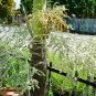 Exclusive 10 TRIANGLE PALM TREE Dypsis Decaryi Rare Tropical from Madagascar Seeds
