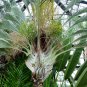 Exclusive 10 TRIANGLE PALM TREE Dypsis Decaryi Rare Tropical from Madagascar Seeds