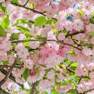 Top-Quality 10 Japanese MOUNTAIN CHERRY Prunus Serrulata Spontanea Pink Flower Fruit Seeds Top-Quality 10 Japanese MOUNTAIN CHERRY Prunus Serrulata Spontanea Pink Flower Fruit Seeds