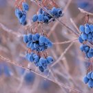 New Arrival 20 NANNYBERRY SWEET VIBURNUM Lentago Shrub Tree Blue Black Fruit Flower Seeds New Arrival 20 NANNYBERRY SWEET VIBURNUM Lentago Shrub Tree Blue Black Fruit Flower Seeds