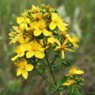 Best-Selling 1500 Great SAINT JOHNS WORT St John's Hypericum Pyramidatum Yellow Herb Seeds Best-Selling 1500 Great SAINT JOHNS WORT St John's Hypericum Pyramidatum Yellow Herb Seeds