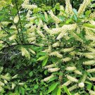 Exclusive 10 AMUR MAACKIA Cladrastis Amurensis Tree Ornamental White Flower Legume Seeds Exclusive 10 AMUR MAACKIA Cladrastis Amurensis Tree Ornamental White Flower Legume Seeds