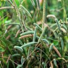 Limited Edition 500 DERBY TIMOTHY GRASS Ornamental Phleum Pratense Seeds Limited Edition 500 DERBY TIMOTHY GRASS Ornamental Phleum Pratense Seeds